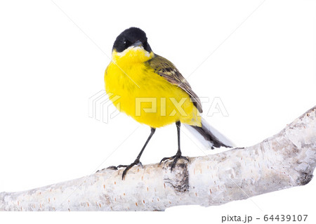 wagtail  isolated on a white background  in studio 64439107