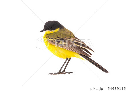 wagtail  isolated on a white background  in studio 64439116
