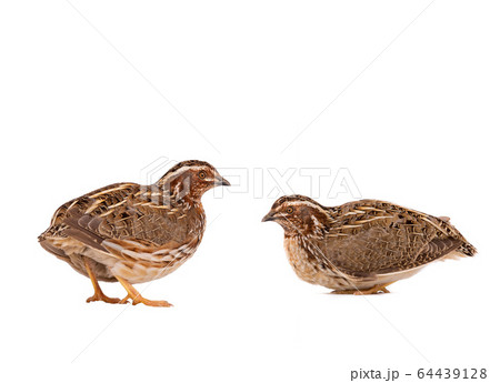 two wild quail ( Coturnix coturnix) isolated on a two wild quail ( Coturnix coturnix) isolated on a 64439128