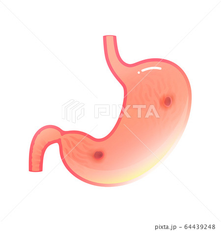 Vector isolated illustration of stomach Vector isolated illustration of stomach 64439248