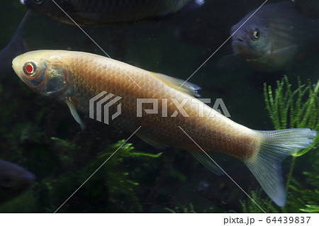 アルビノソウギョ(幼魚) アルビノソウギョ(幼魚) 64439837