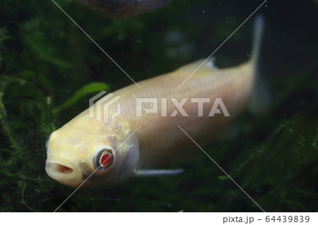 アルビノソウギョ（幼魚）の写真素材 [64439839] - PIXTA
