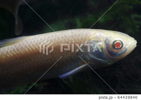 アルビノソウギョ(幼魚) アルビノソウギョ(幼魚) 64439840