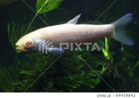 アルビノソウギョ(幼魚) アルビノソウギョ(幼魚) 64439842