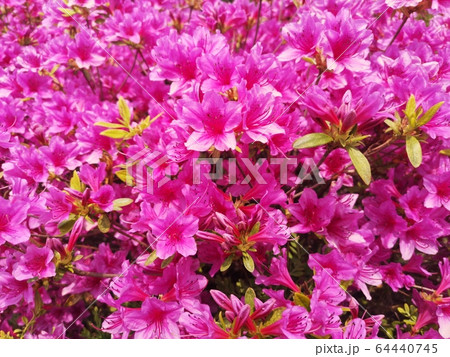 花 花びら 植物 64440745