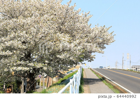 富士見橋に咲く桜 64440992