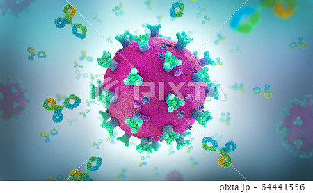 Immunoglobulin or antibody proteins attack a corona virus pathogen cell 64441556