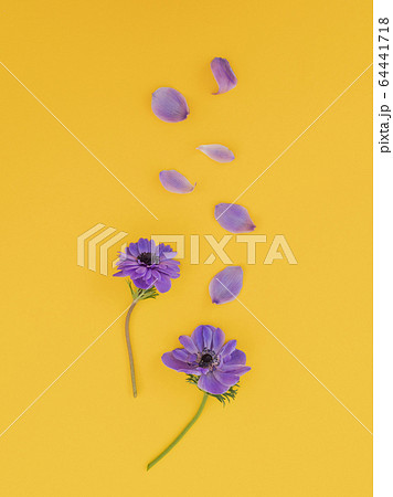 Blue anemones with petals on yellow background. Flat lay. 64441718