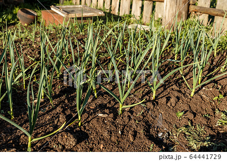 green garlic in the garden green garlic in the garden 64441729