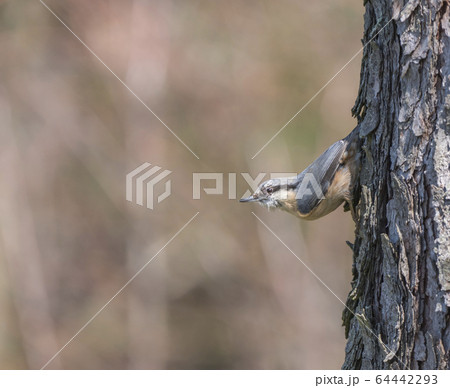 Close up wood Nuthatch or Eurasian nuthatch, climbing on larch tree trunk with head down. Green bokeh background, copy space. 64442293