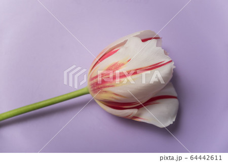 Closeup of red and white tulip isolated on purple 64442611