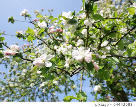 満開のリンゴの木の花の写真素材