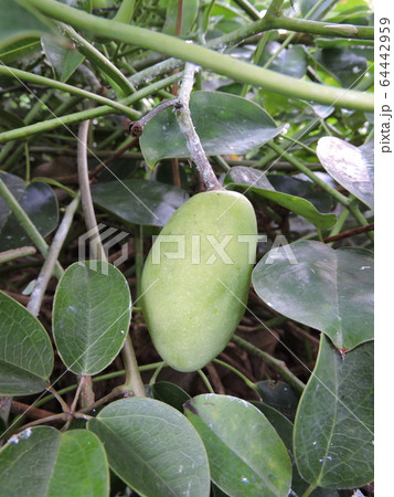 ムベの実 64442959