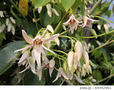 ムベの花 ムベの花 64442961