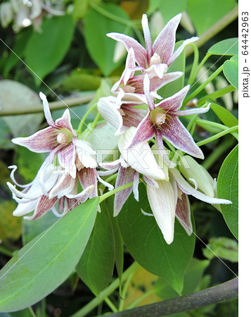 ムベの花 64442963