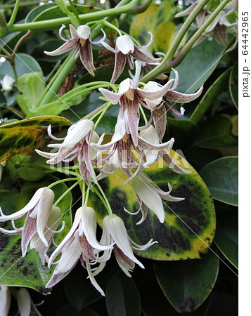 ムベの花 64442965