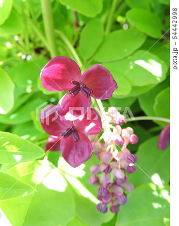 アケビの花 アケビの花 64442998