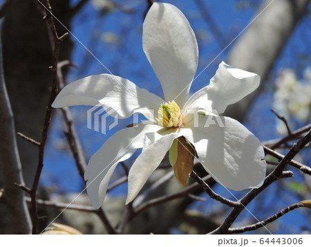 青空とコブシの花 青空とコブシの花 64443006