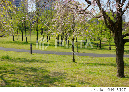 枝垂れ桜と若葉 64443507