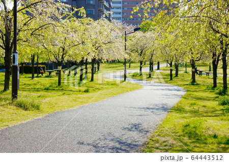 枝垂れ桜と若葉 64443512