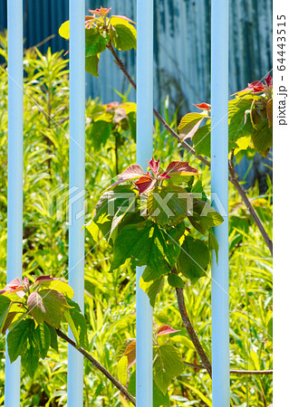 アカメガシワの若葉 アカメガシワの若葉 64443515