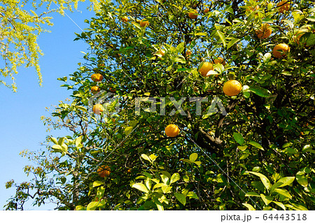 夏みかんと青空 64443518
