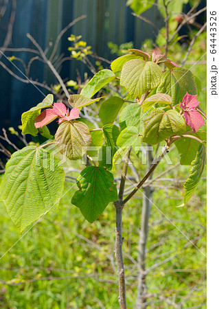 アカメガシワの若葉 アカメガシワの若葉 64443526