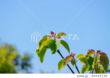 アカメガシワの若葉 64443530