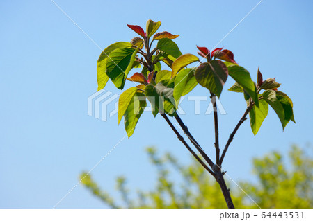 アカメガシワの若葉 アカメガシワの若葉 64443531