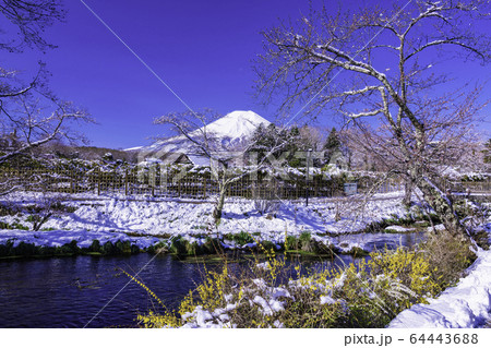 （山梨県）春雪の忍野八海　富士山 64443688