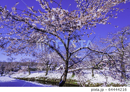 （山梨県）春雪の忍野・新名庄川と富士山 64444216