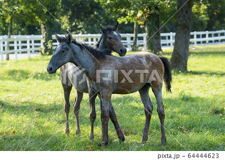 Lipizzaner horses 64444623