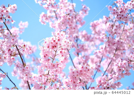 河津桜 64445012