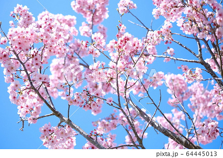 河津桜 64445013