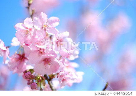 河津桜 64445014