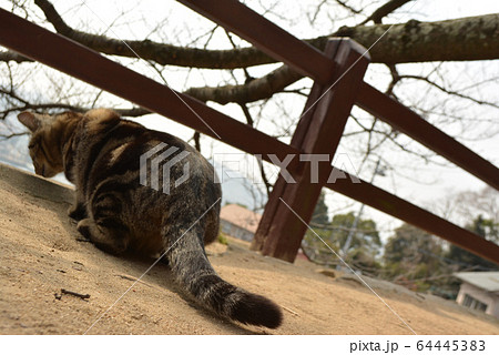 猫の細道のネコ 64445383