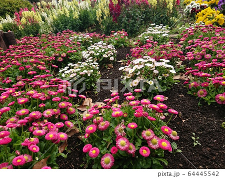 デージー デージー 64445542