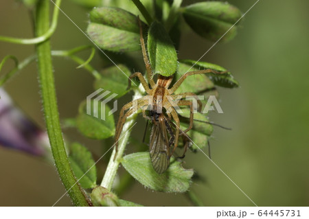 ササグモ 64445731