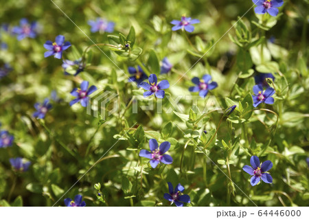 ルリハコベの花 ルリハコベの花 64446000