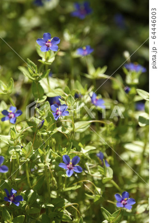 ルリハコベの花 64446003