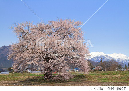 須沼の一本桜 長野県大町市 須沼の一本桜 長野県大町市 64446007