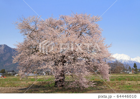 須沼の一本桜　長野県大町市 64446010