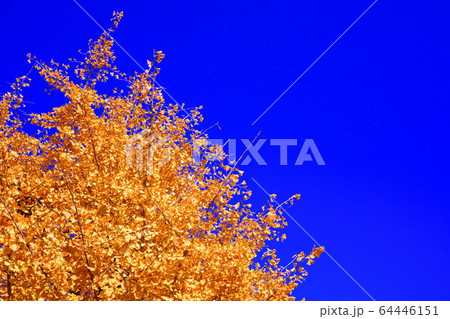 イチョウ 青空 黄色 64446151