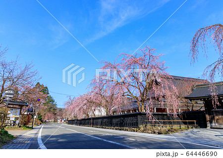 角館 桜 武家屋敷 64446690