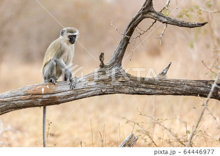 Vervet monkey (Cercopithecus aethiops) sitting in 64446977