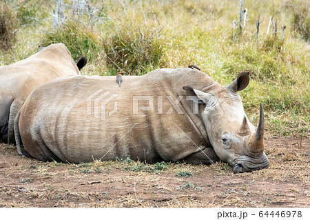 White rhinoceros or square-lipped rhinoceros is 64446978
