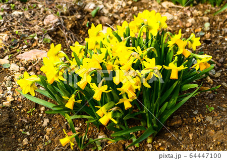 花 菖蒲 あやめ 64447100