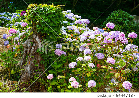 花 アジサイ 風景 64447137