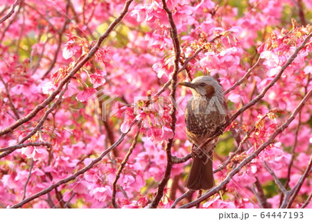 ヒヨドリと桜 64447193