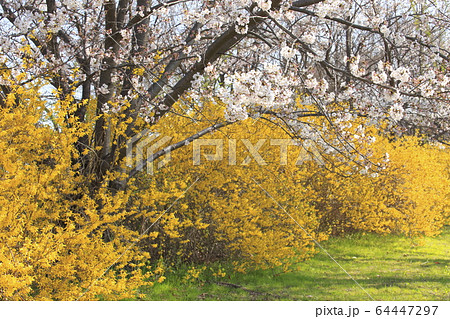 春の花木 桜とレンギョウ 春の花木 桜とレンギョウ 64447297